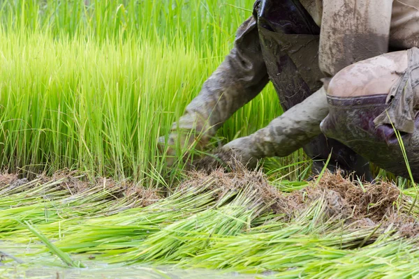 Farmář rýže, zemědělství, closeup, rozmazání pohybem, Thajsko — Stock fotografie