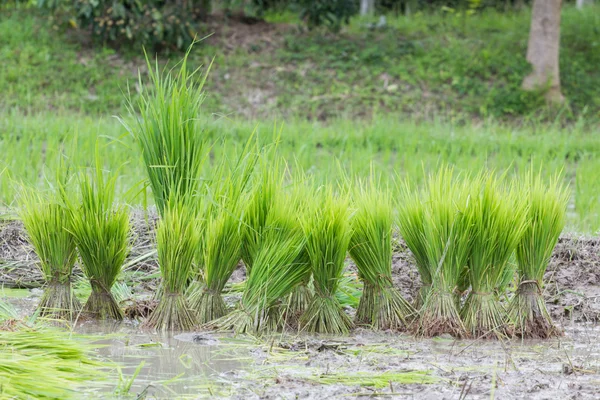 在泰国，准备耕作，在泰国的水稻种植 — 图库照片