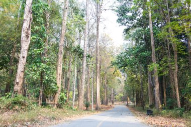 Orman yol manzara yakın çekim arka plan
