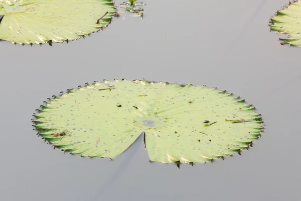 Fermer les feuilles de lotus vert sur l'eau — Photo