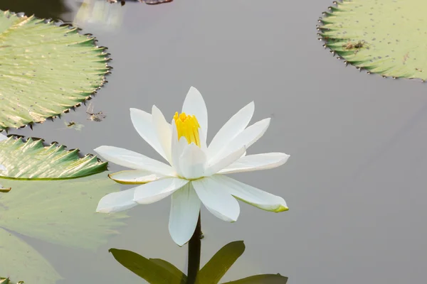 Водяная лилия плавает по озеру — стоковое фото