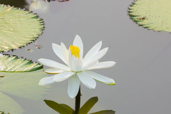 Seerose schwimmt auf See — Stockfoto