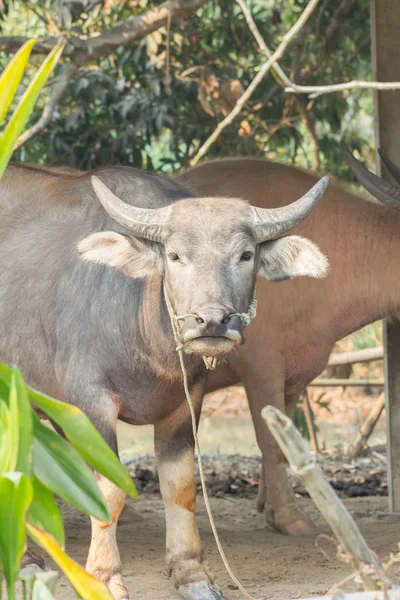 Bufalo in Thailandia, primo piano delle piante . — Foto Stock