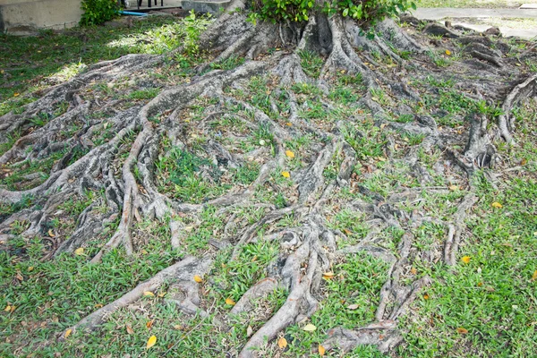 La raíz del árbol en la hierba verde. — Foto de Stock