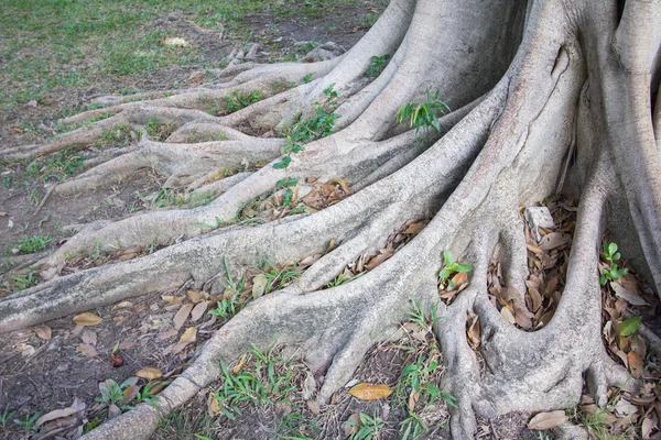 La raíz del árbol en la hierba verde. — Foto de Stock
