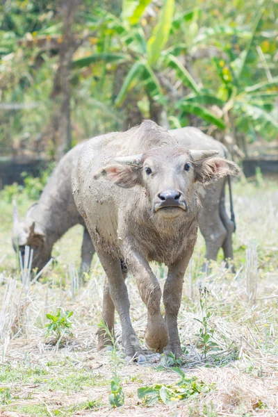 Thajské buffalo bull při pohledu na fotoaparát. — Stock fotografie