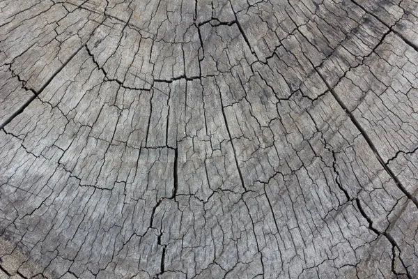 Textura gris del tocón del árbol —  Fotos de Stock