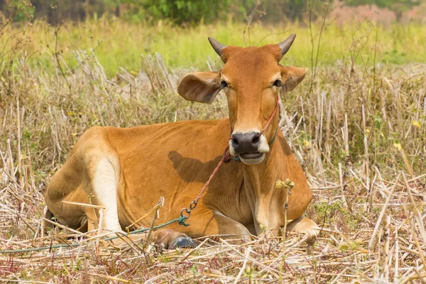 Mucca marrone sdraiata sull'erba secca sotto il sole — Foto Stock