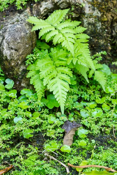 Folhas de samambaia verdes frescas — Fotografia de Stock