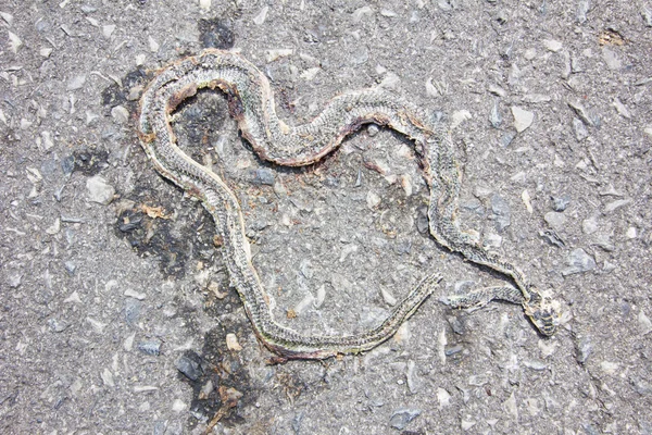 Una serpiente muerta en el camino — Foto de Stock