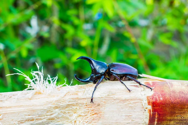 Thai rhinoceros beetle eating sugar cane — Stock Photo, Image