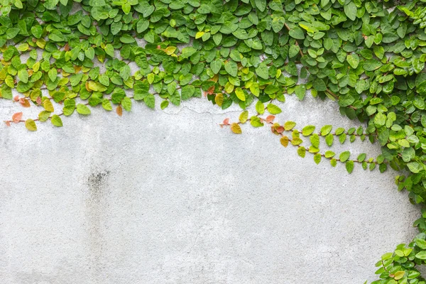 Abrigos o margaritas mexicanas en la pared —  Fotos de Stock