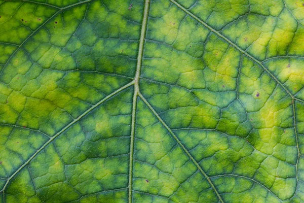 배경에 대한 선명 한 녹색 잎 질감 — 스톡 사진
