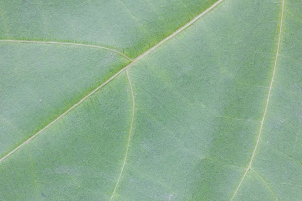 Mönster av grönt blad yta bakgrund, närbild — Stockfoto