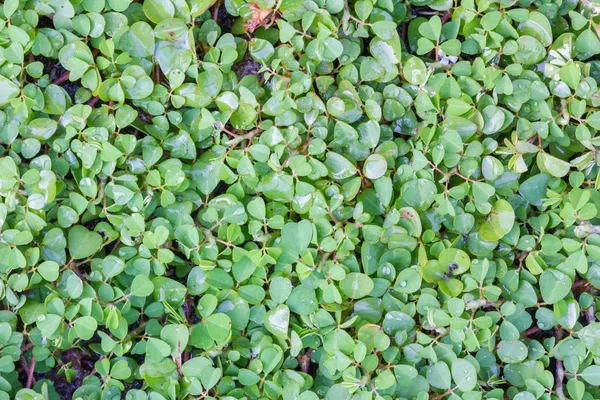 Groene bladeren muur achtergrond, met water — Stockfoto