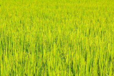 pirinç alan arka plan 