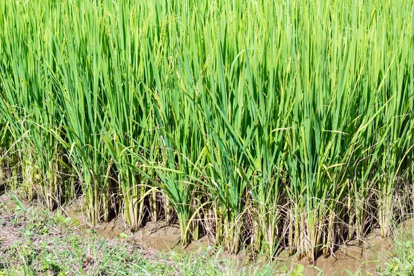 特写的水稻植株在稻田 — 图库照片