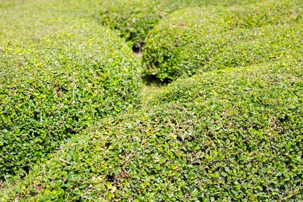 Arbustos verdes fondo de pared —  Fotos de Stock