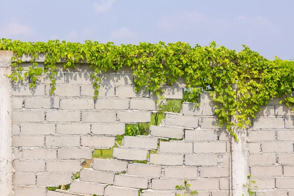 Тріснута стіна з зеленими рослинами — стокове фото