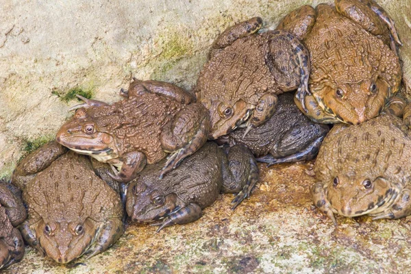 Algumas rãs na quinta de rãs na Tailândia — Fotografia de Stock