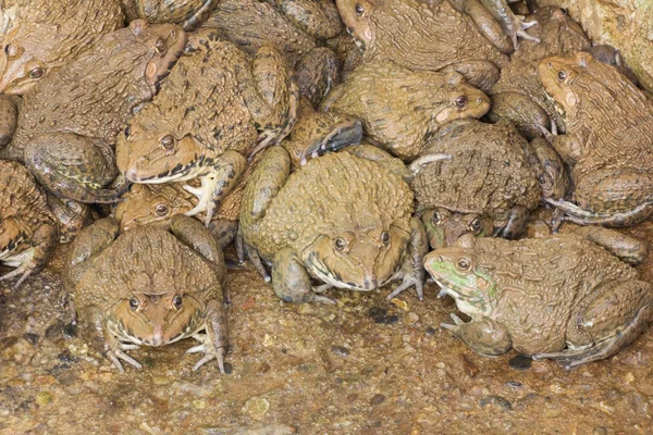 Algunas ranas en la granja de ranas en Tailandia — Foto de Stock