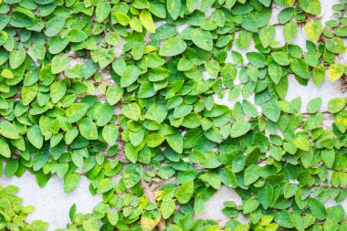 Duvardaki Coatbuttons veya Meksika daisy arka plan