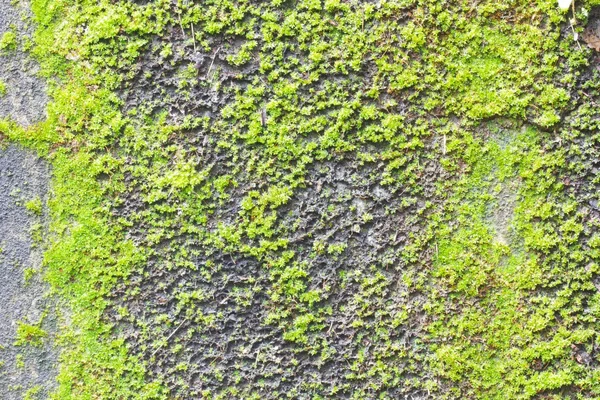 Moss sobre fondo de pared de hormigón viejo textura . — Foto de Stock