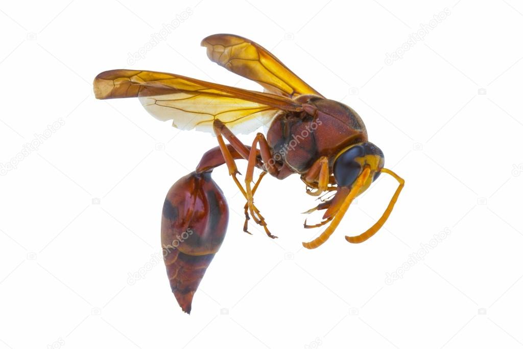 brown Paper Wasp (Polistes metricus) isolated on white backgroun