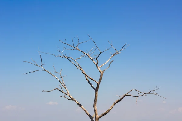 Dead twigs — Stock Photo, Image