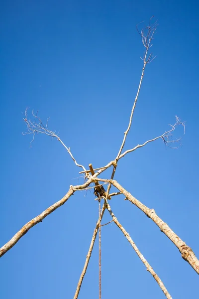 Dead twigs — Stock Photo, Image