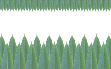 Yeşil yapraklar çerçeve beyaz arkaplanda izole