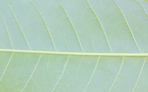 신선한 녹색 잎 가까이 자연 배경 — 스톡 사진