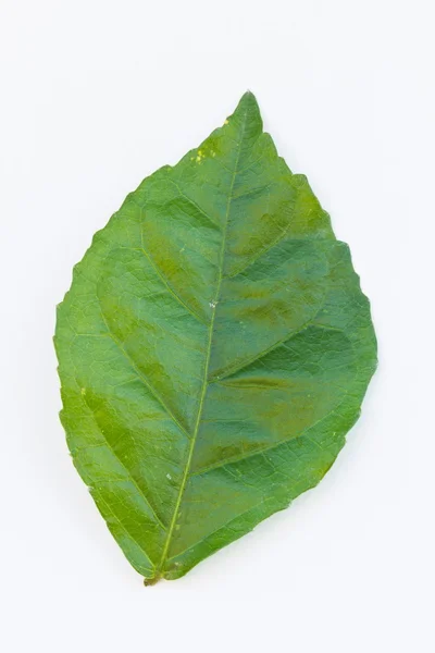 Beautiful green leaf isolated on white background. — Stock Photo, Image