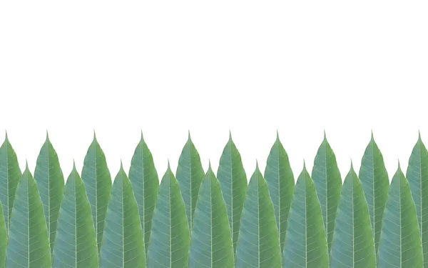 Yeşil yapraklar çerçeve beyaz arkaplanda izole — Stok fotoğraf
