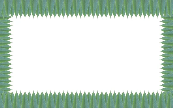 Зеленые листья рамка изолированы на белом фоне — стоковое фото