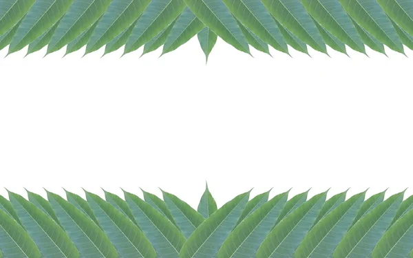 Rama wykonana z zielonej liście z drzewa mango na białym tle na biały backg — Zdjęcie stockowe