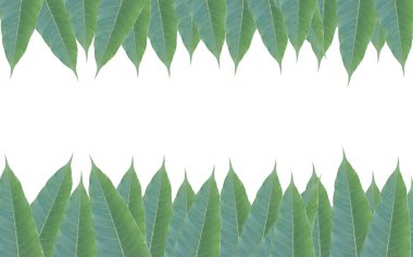 Yeşilden bir çerçeve üzerinde beyaz backg izole mango ağacının yaprakları