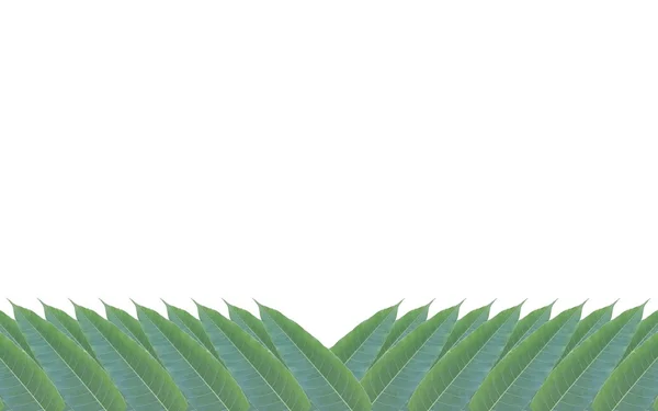 Yeşilden bir çerçeve üzerinde beyaz backg izole mango ağacının yaprakları — Stok fotoğraf