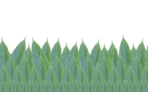 Ram av gröna blad av mangoträdet isolerad på vita backg — Stockfoto
