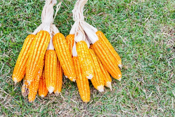 Ear of corn — Stock Photo, Image