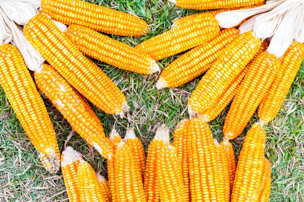 Ear of corn — Stock Photo, Image