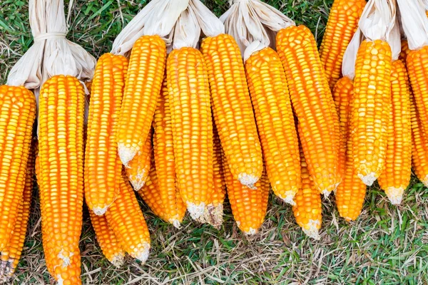 Ear of corn — Stock Photo, Image