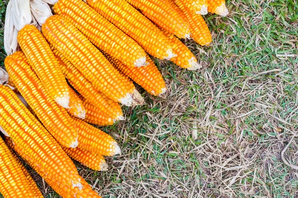 Ear of corn — Stock Photo, Image