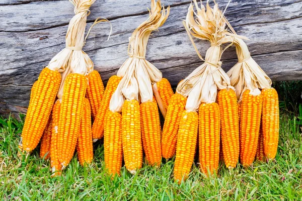 Ear of corn — Stock Photo, Image