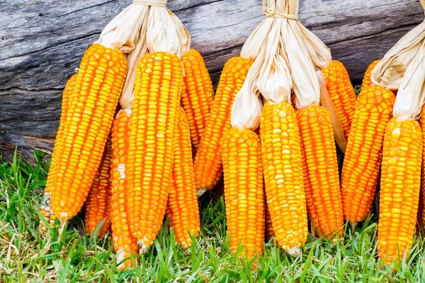 Ear of corn — Stock Photo, Image