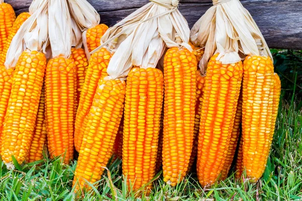 Ear of corn — Stock Photo, Image