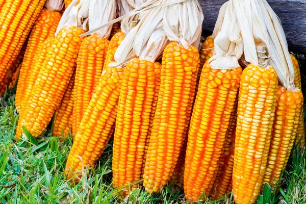 Ear of corn — Stock Photo, Image