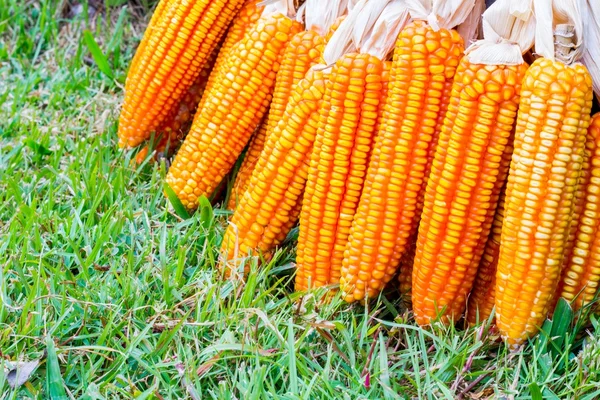 Kukoricafül — Stock Fotó