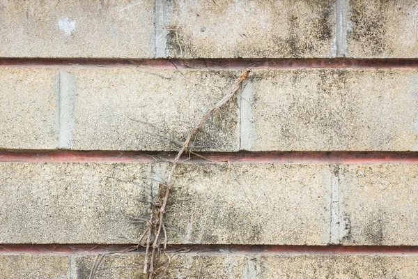 Vecchio muro grunge con radice di albero — Foto Stock