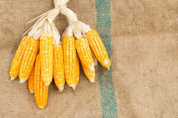 Ähren von reifem Mais auf dem Gunnysack — Stockfoto